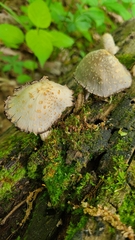 Coprinopsis variegata