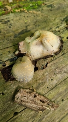 Coprinopsis variegata