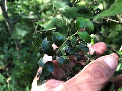 Psydrax odorata buxifolia
