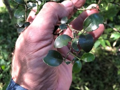 Psydrax odorata buxifolia