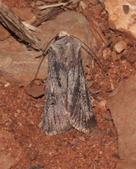Agrotis puta