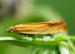 Lathronympha strigana