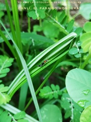 Paederus signaticornis