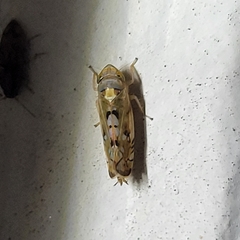 Scaphoideus opalinus