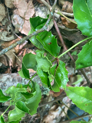 Aceria caliberberis