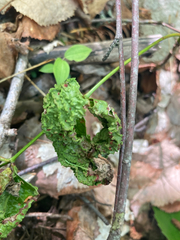 Aceria caliberberis
