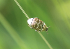 Hoplia trifasciata