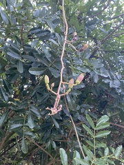 Kigelia africana africana