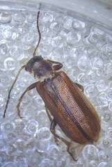 Syneta carinata
