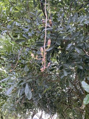 Kigelia africana africana