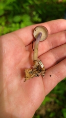 Calocybe