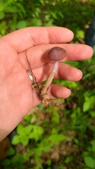 Calocybe