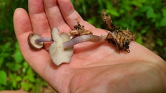 Calocybe