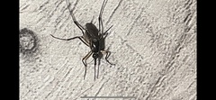 Psorophora cyanescens