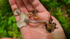 Calocybe
