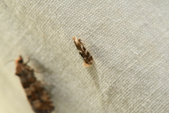 Bucculatrix canadensisella