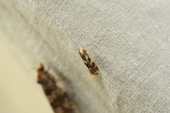 Bucculatrix canadensisella