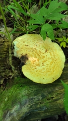 Cerioporus squamosus