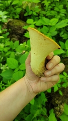 Cerioporus squamosus