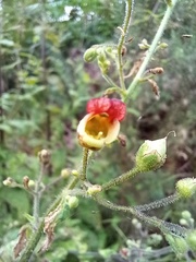Scrophularia hirta