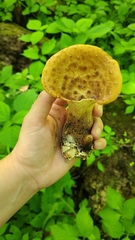 Cerioporus squamosus
