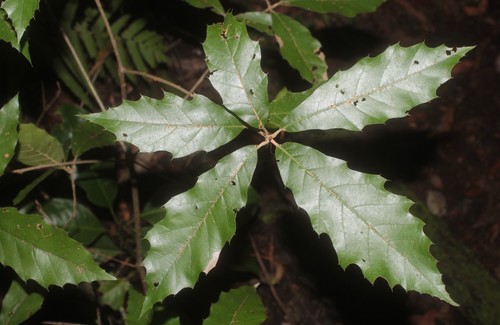 xalapa oak