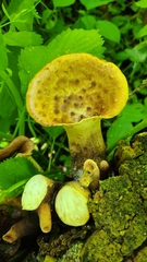 Cerioporus squamosus