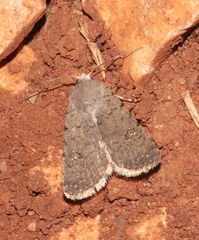 Caradrina flavirena