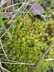 Dicranum howellii