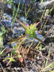Dracocephalum parviflorum