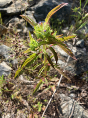 Dracocephalum parviflorum