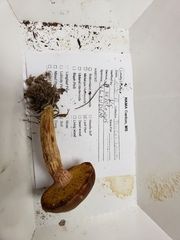 Xerocomus illudens
