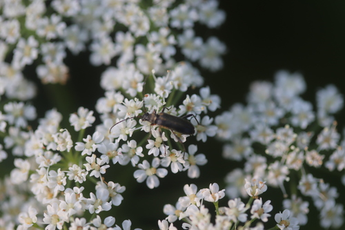 Common grammoptera photo 2
