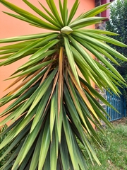 Agave