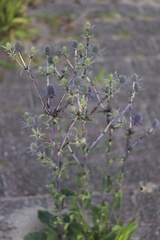 Eryngium planum
