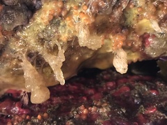 Boltenia villosa