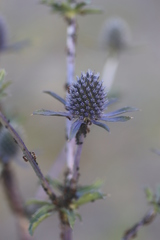 Eryngium planum
