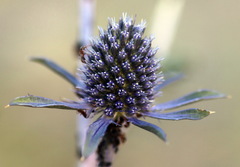 Eryngium planum