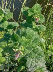 Mentha × rotundifolia