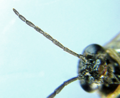 Pseudodineura fuscula