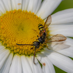 Sapyga centrata
