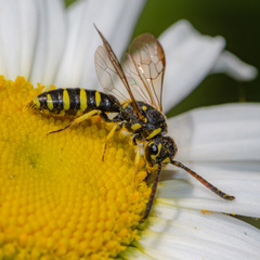 Sapyga centrata