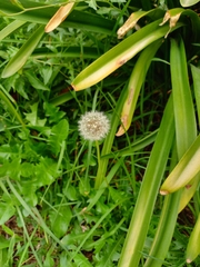 Taraxacum officinale
