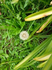 Taraxacum officinale
