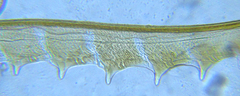 Pseudodineura fuscula