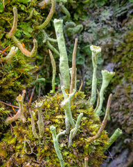 Cladonia sulphurina