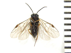 Pseudodineura fuscula