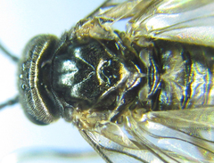 Pseudodineura fuscula