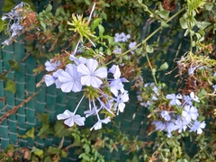 Plumbago auriculata