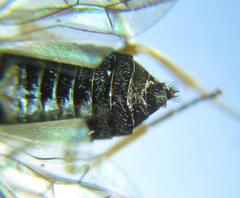 Pseudodineura fuscula